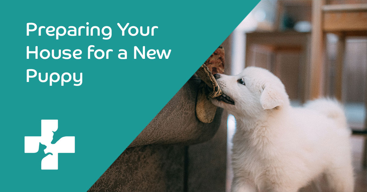 Preparing Your House for a New Puppy Lifetime Pet Cover